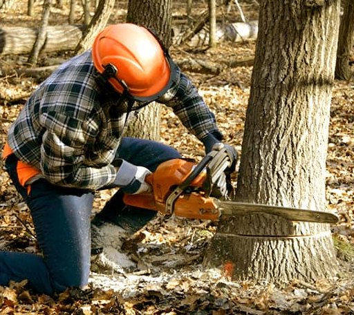 Tree Removal in Hamilton, OH